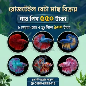 Premium High-Quality Rosetail Betta Fish for Sale! (Limited Stock)