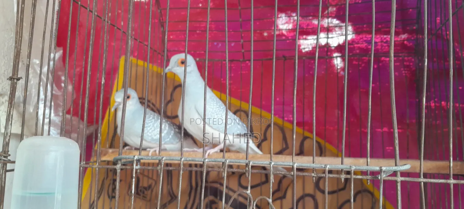 Diamond Dove Pair