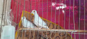 Diamond Dove Pair