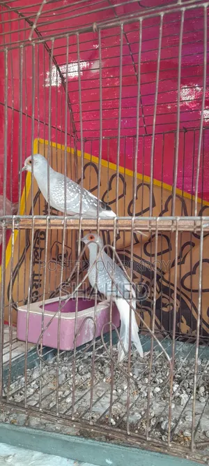 Diamond Dove Pair