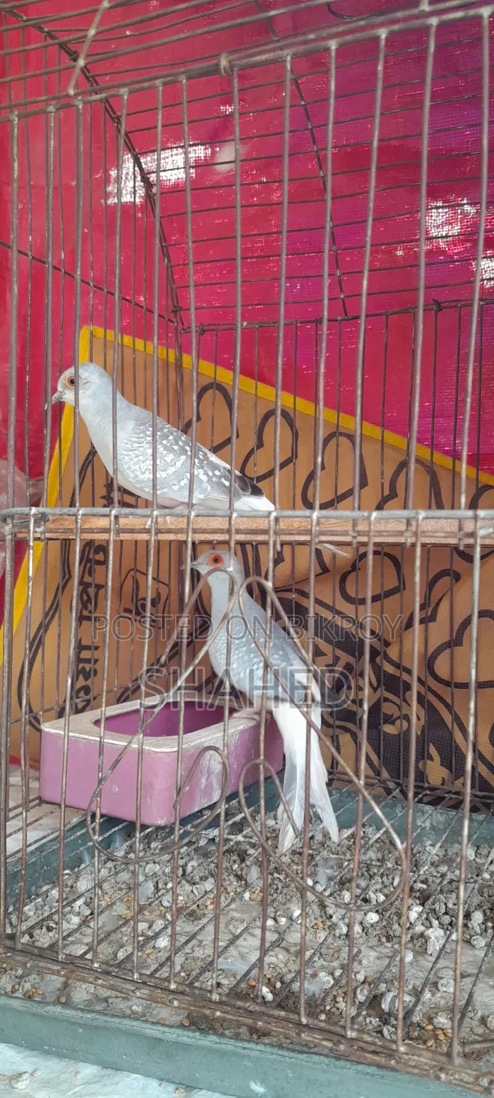 Diamond Dove Pair