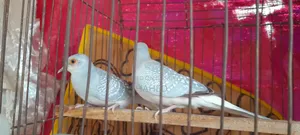 Diamond Dove Pair