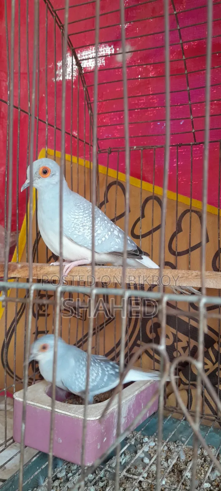 Diamond Dove Pair