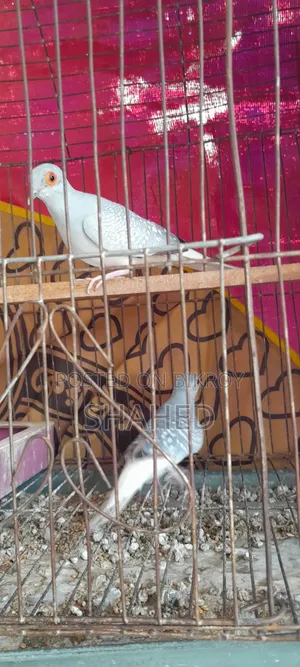 Diamond Dove Pair