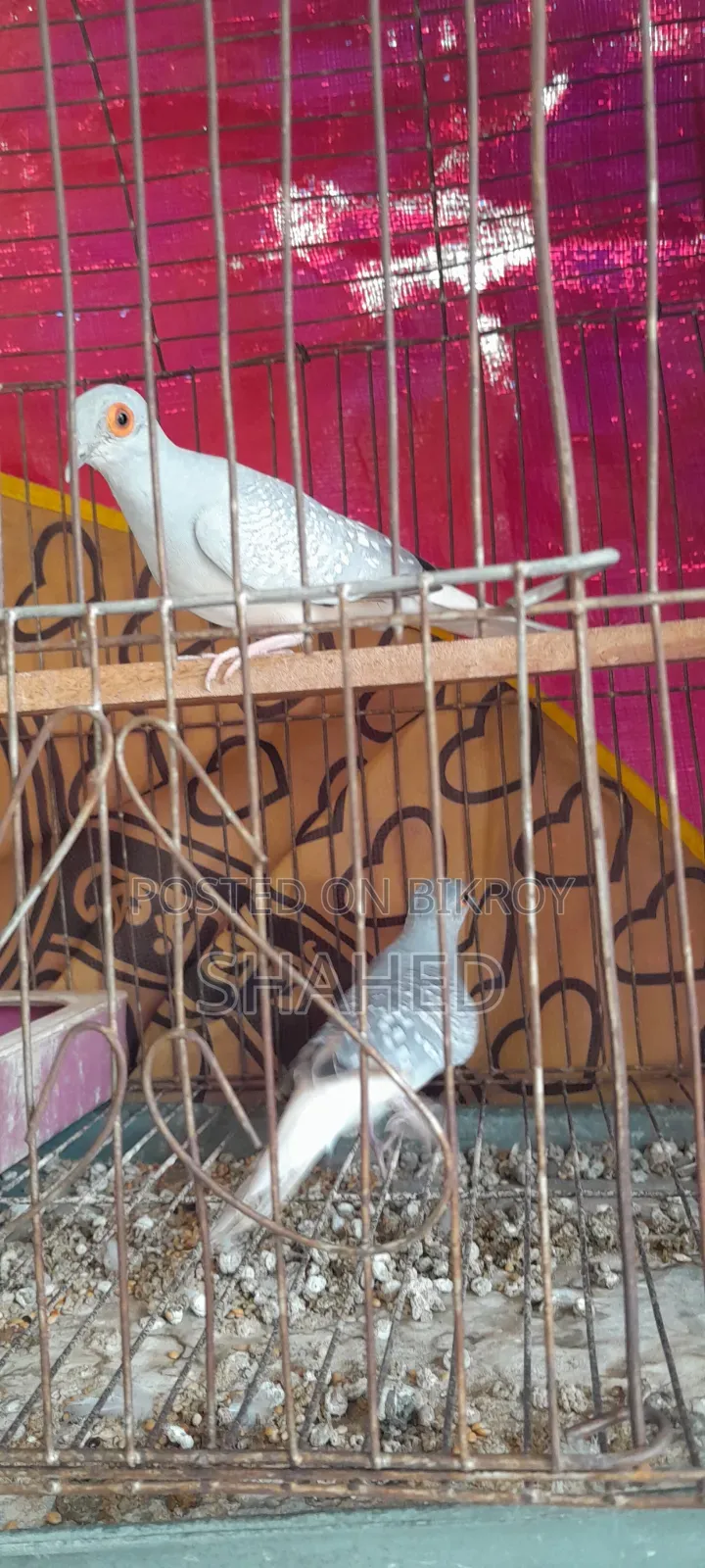 Diamond Dove Pair