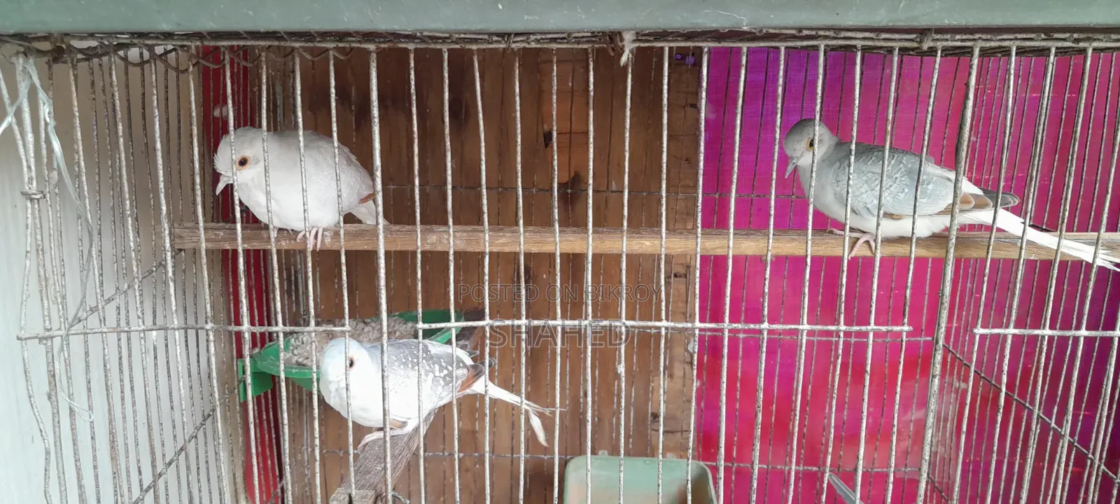 Diamond Dove Pair