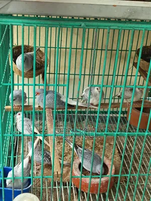 Silver Diamond Dove (Breeding Pair)