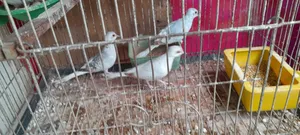 Diamond Dove