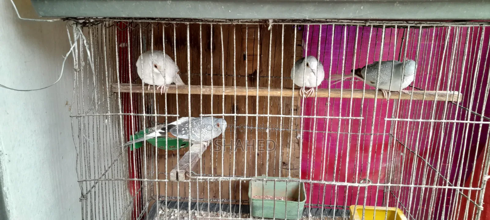 Diamond Dove