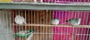 Diamond Dove