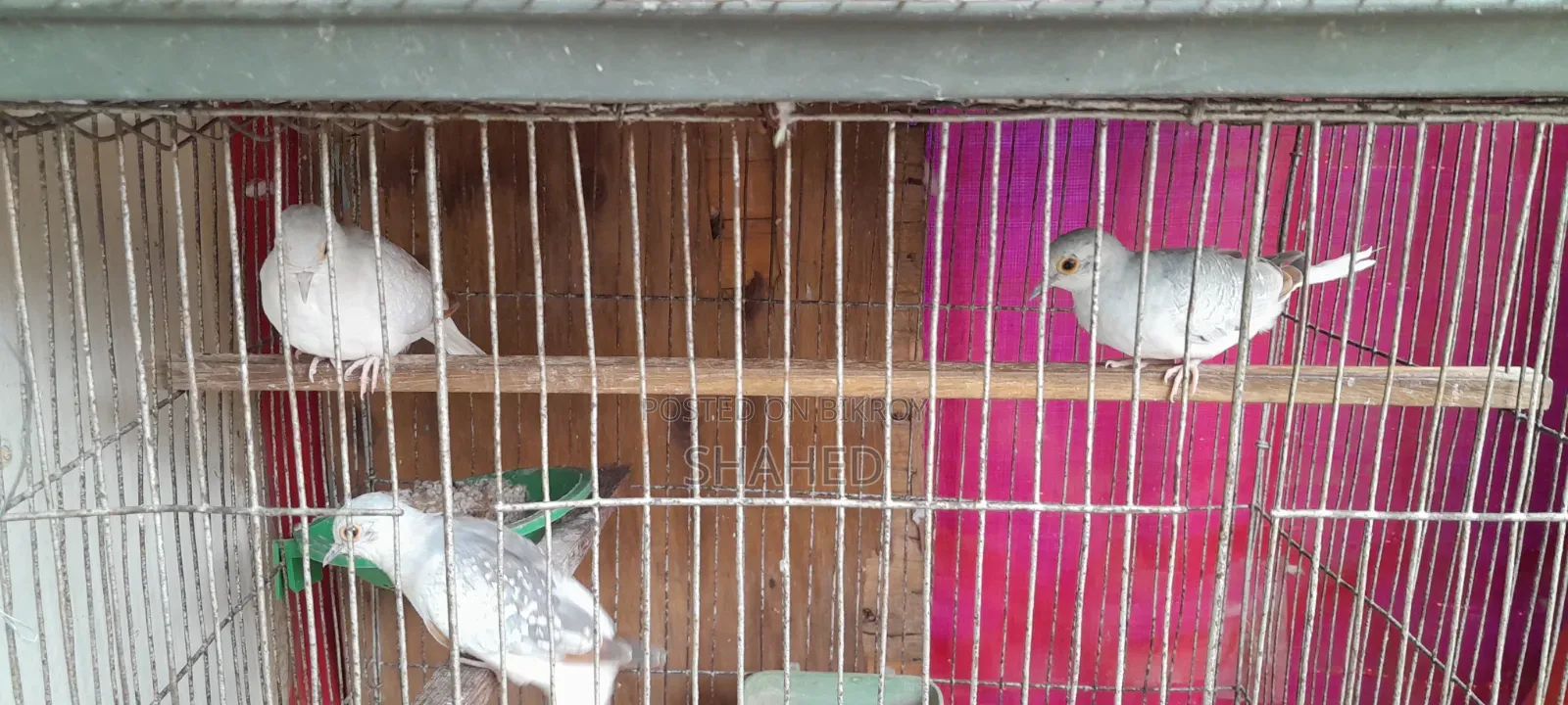 Diamond Dove