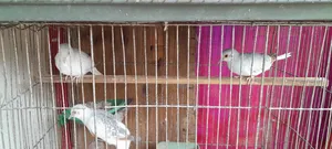 Diamond Dove