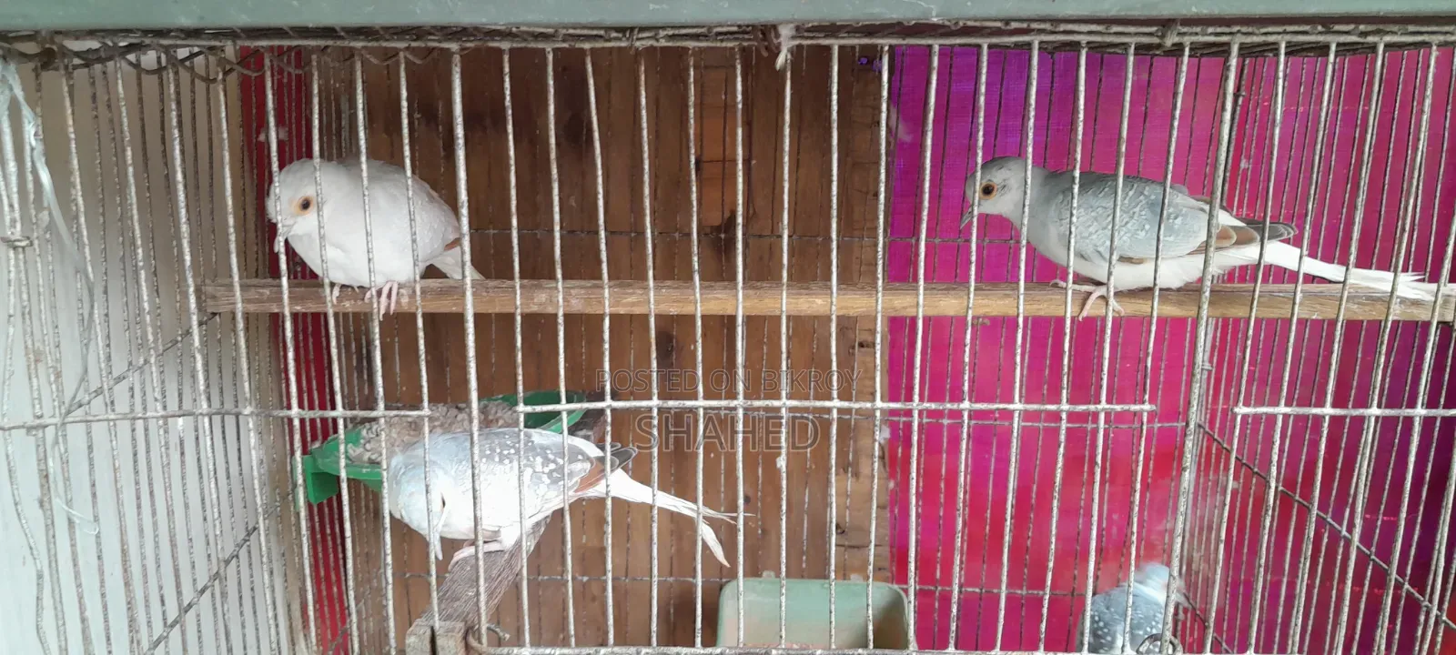 Diamond Dove