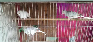Diamond Dove