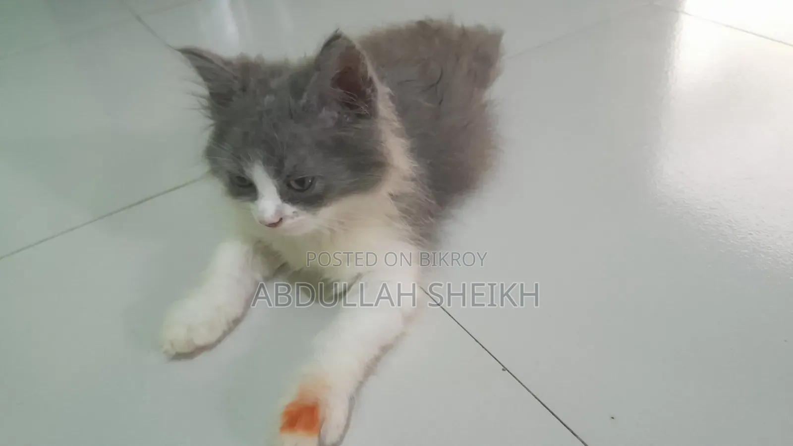 1-3 Months Male Purebred Persian Cat