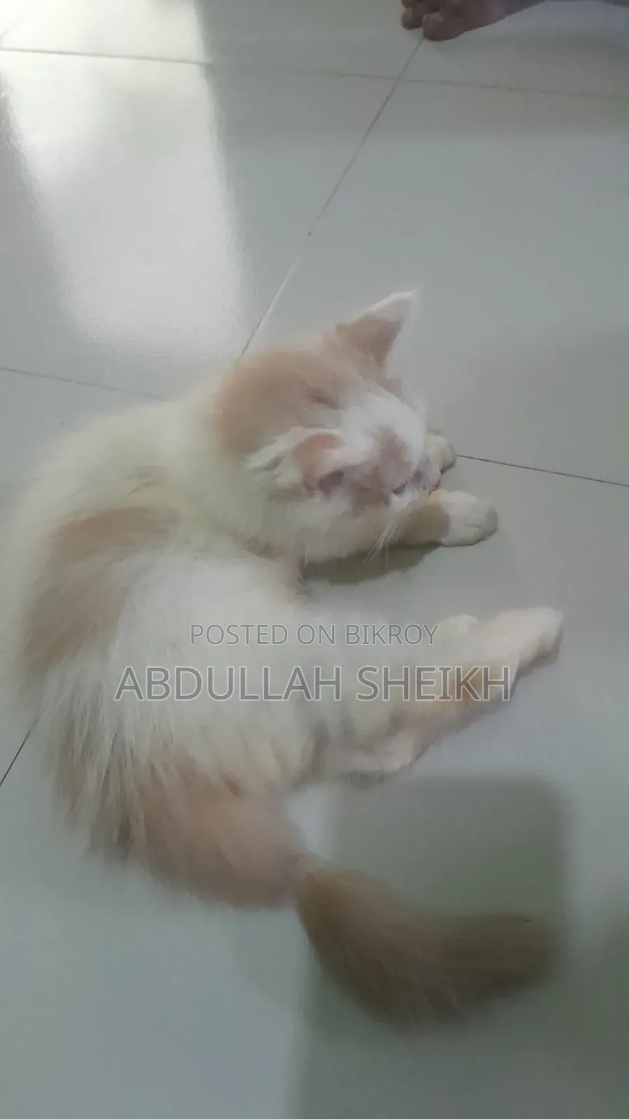 1-3 Months Male Purebred Persian Cat
