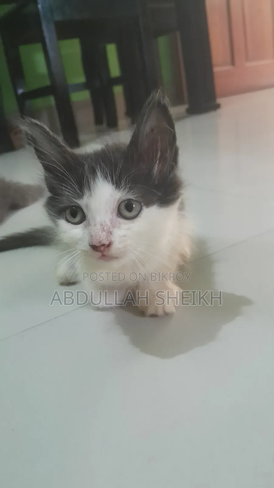 1-3 Months Male Purebred Persian Cat