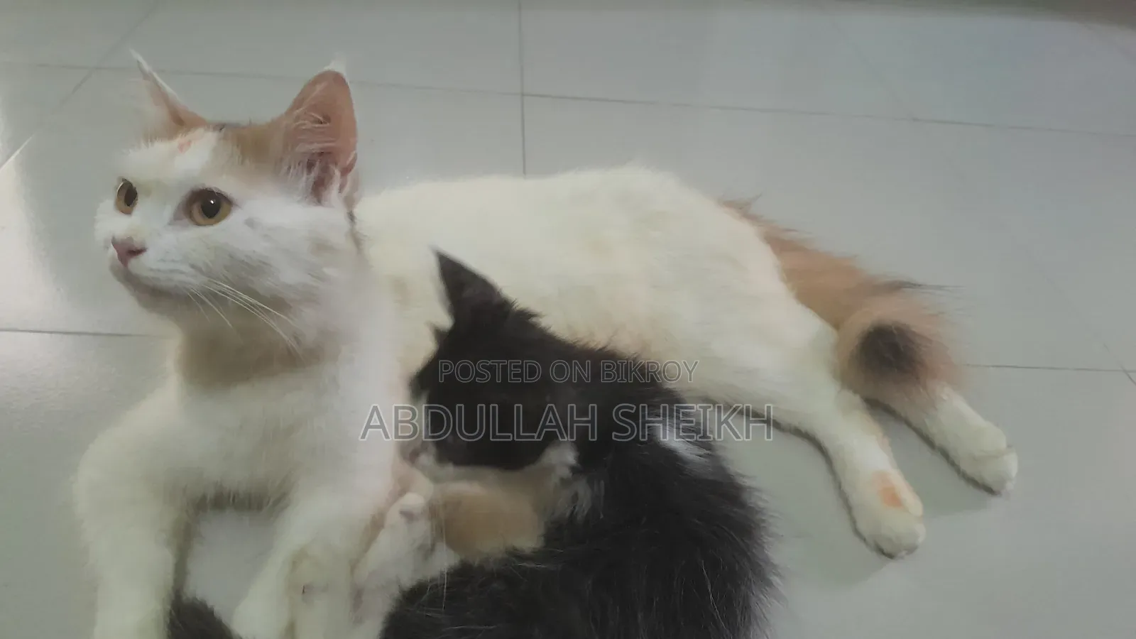 1-3 Months Male Purebred Persian Cat