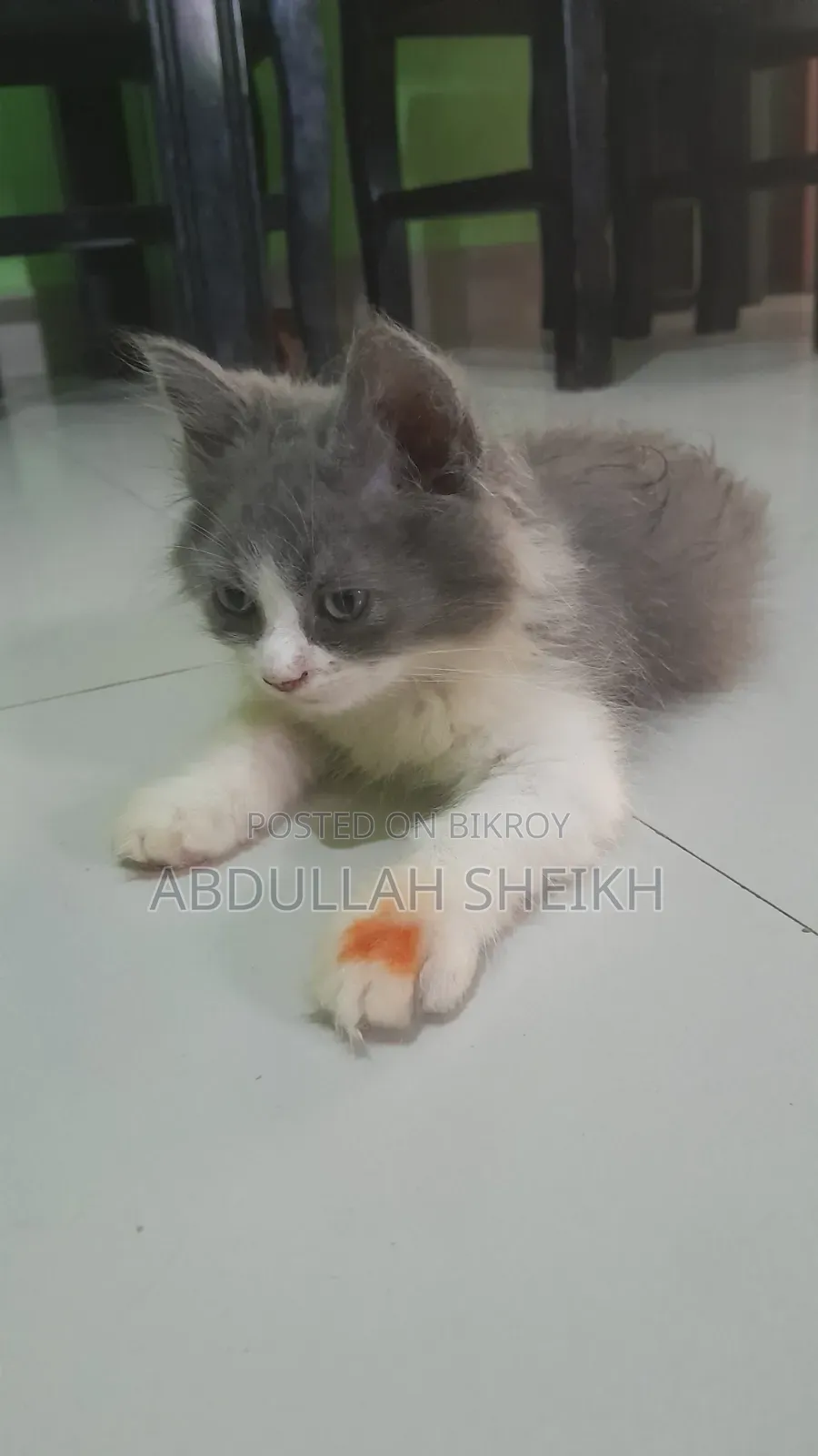 1-3 Months Male Purebred Persian Cat