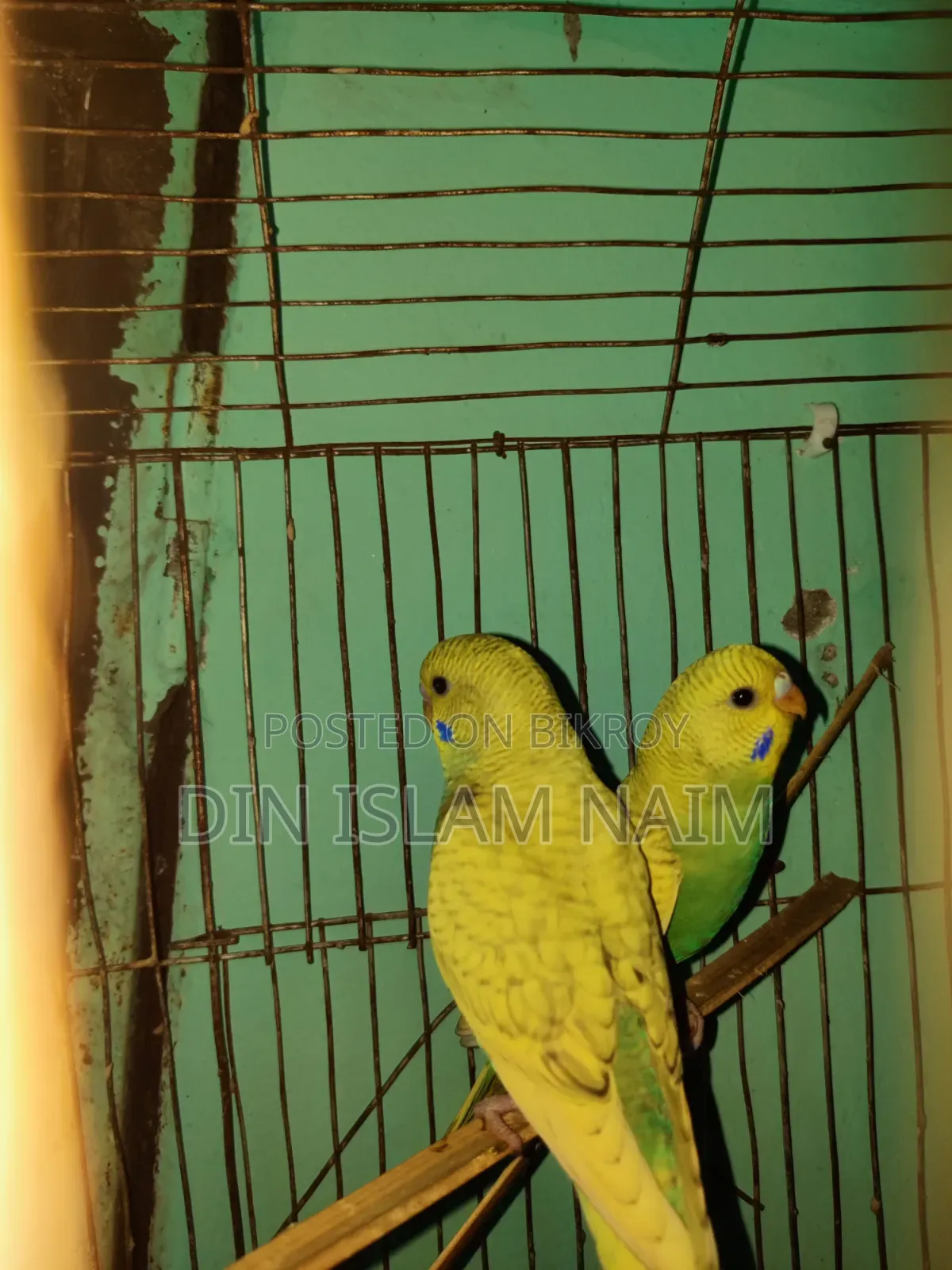 New Budgerigar Pair