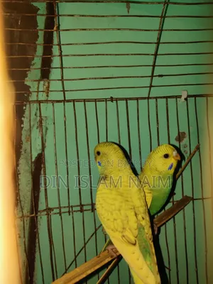 New Budgerigar Pair