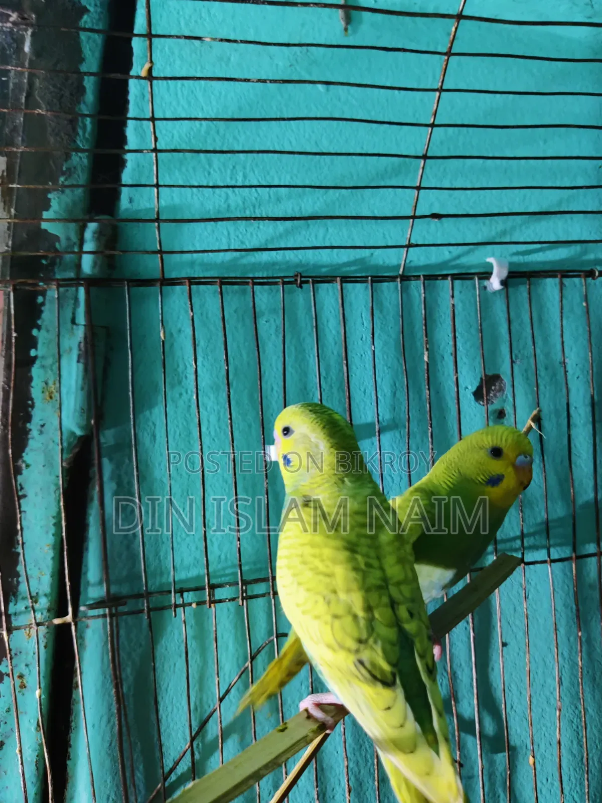New Budgerigar Pair