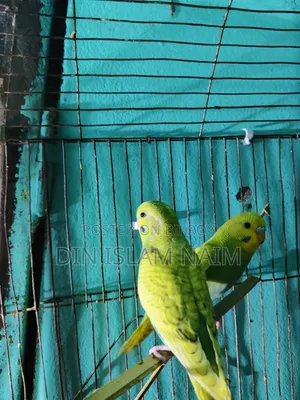 New Budgerigar Pair