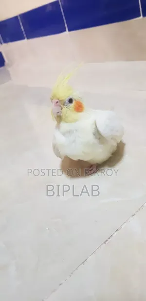 বেবি ককাটেল