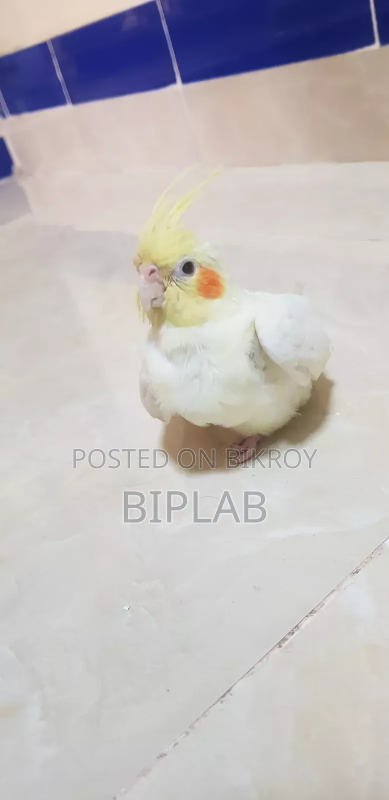 Baby Cockatiel