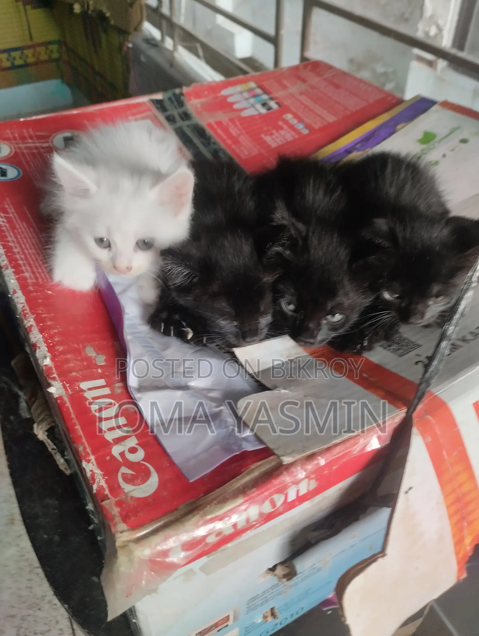 0-1 Month Male Mixed Breed Persian