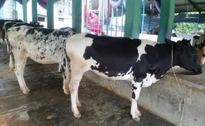 ৫টি বকনা বিক্রয় হবে ।(১২৪৭নং)