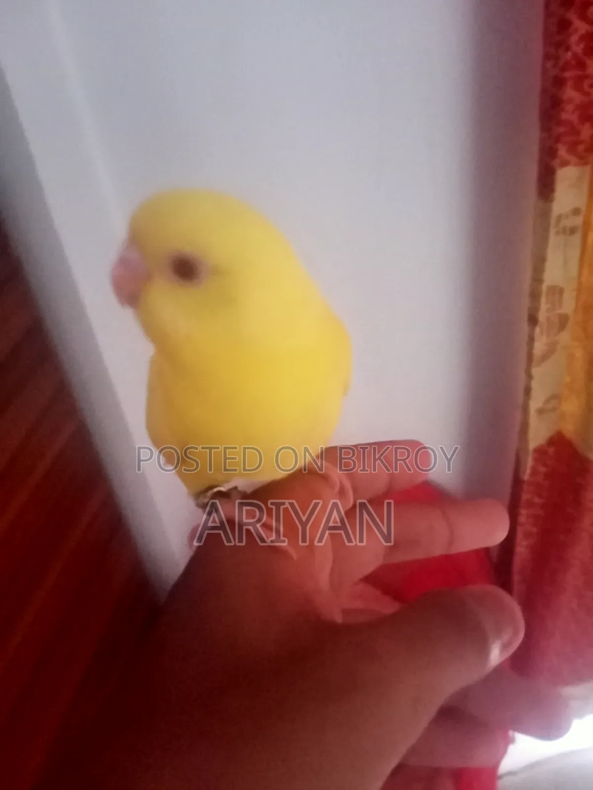 One Budgie bird for sale, fully tame