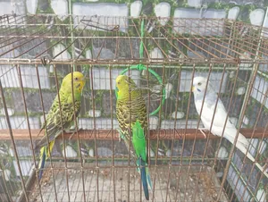 পাখি বিক্রি করা হবে Full Setup