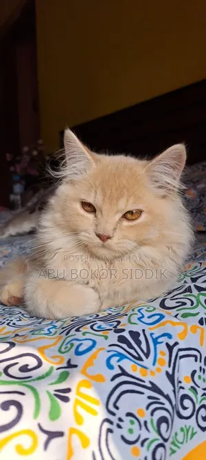 6-12 Months Male Purebred Persian