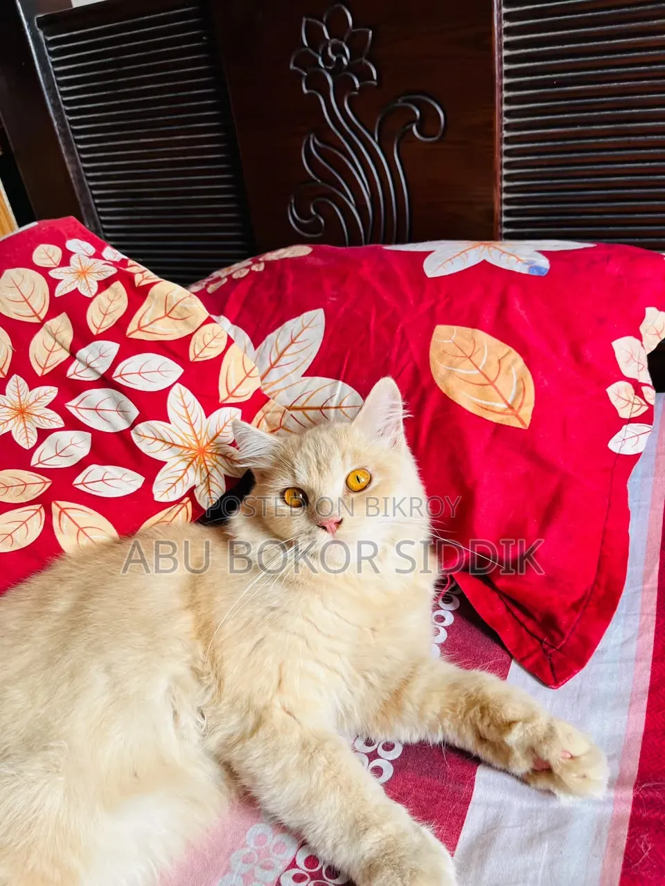 6-12 Months Male Purebred Persian
