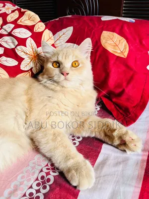 6-12 Months Male Purebred Persian