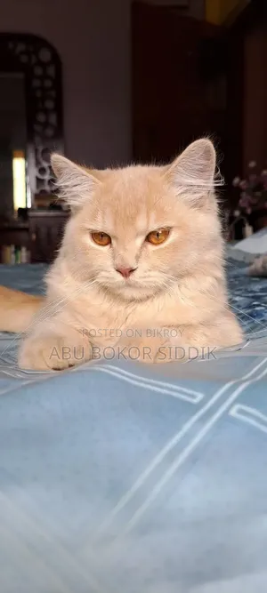 6-12 Months Male Purebred Persian