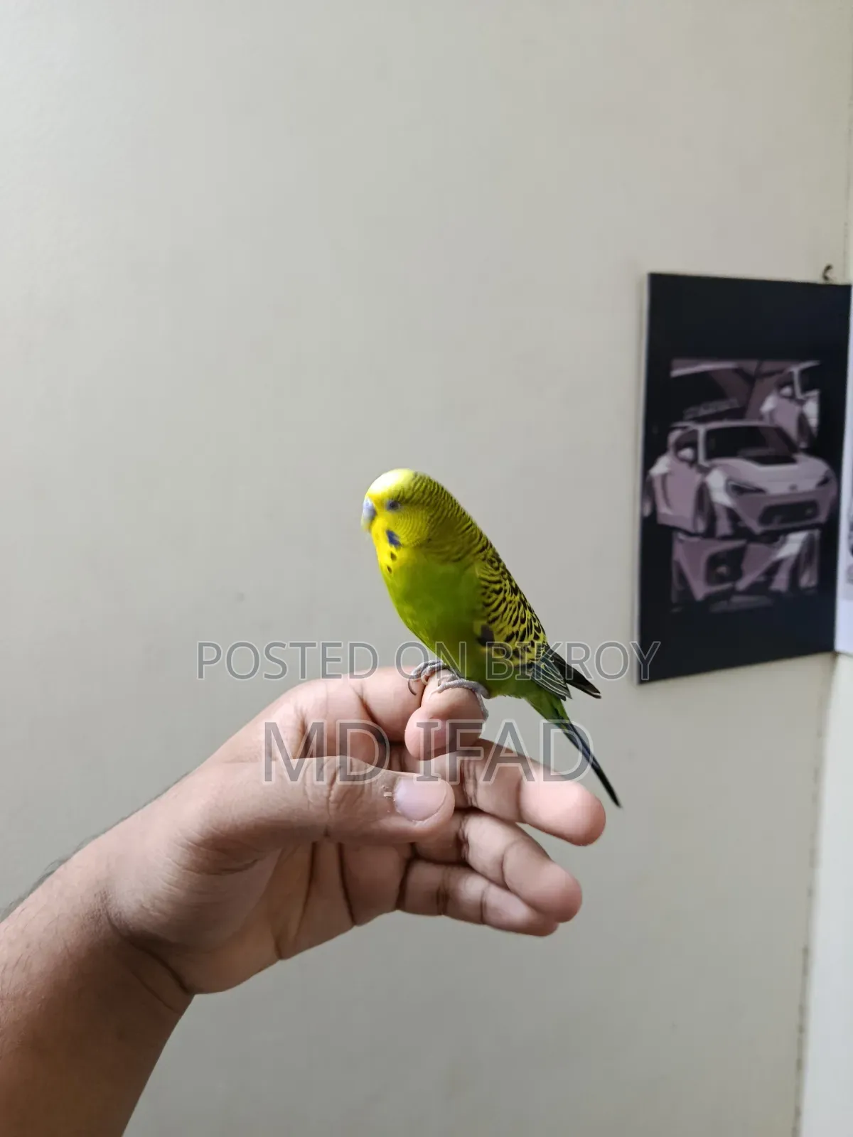 Tame Budgie