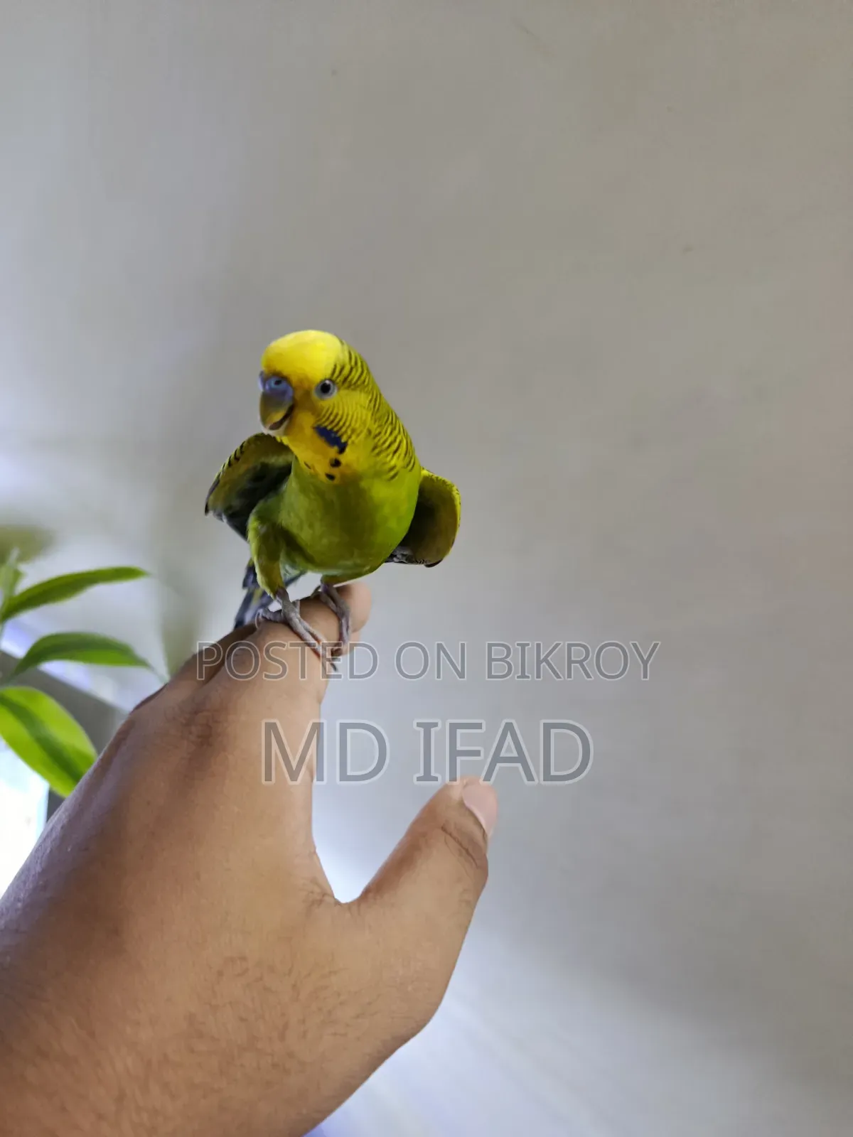 Tame Budgie