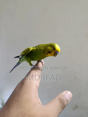 Tame Budgie