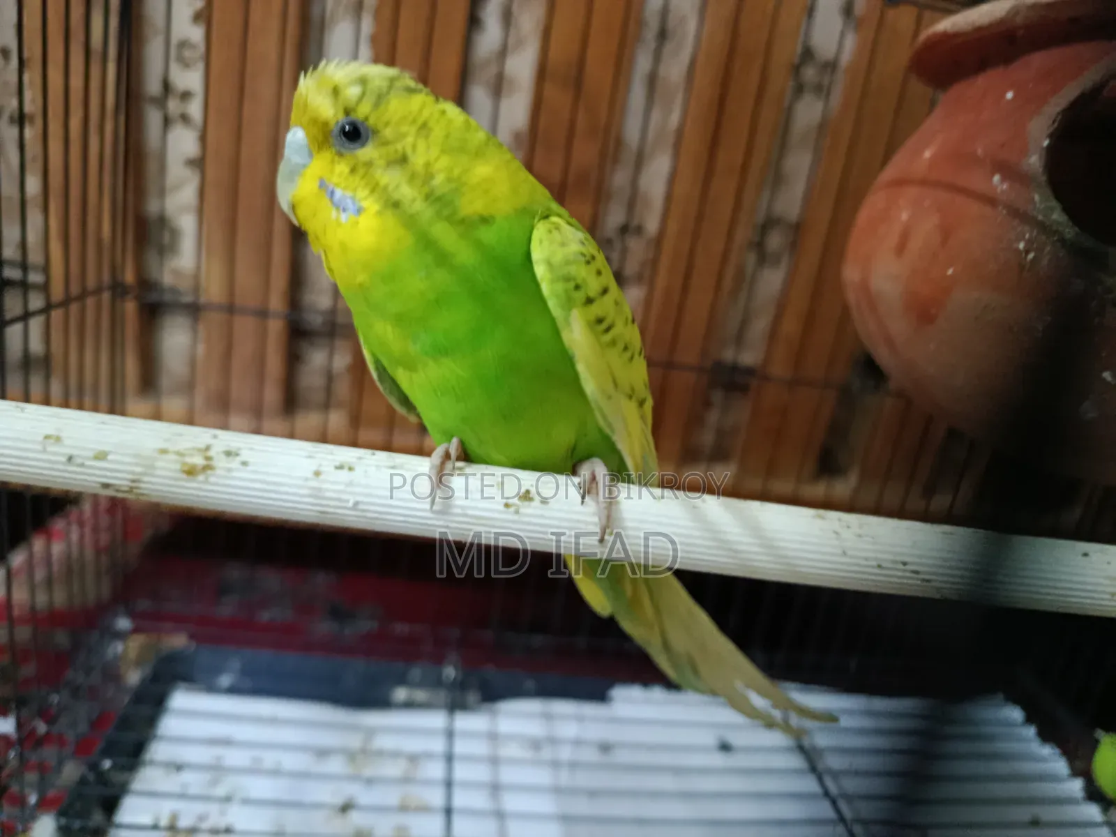 Tame Budgie