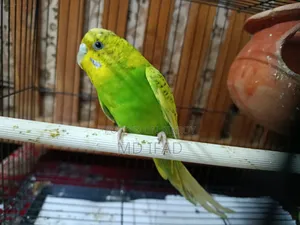 Tame Budgie