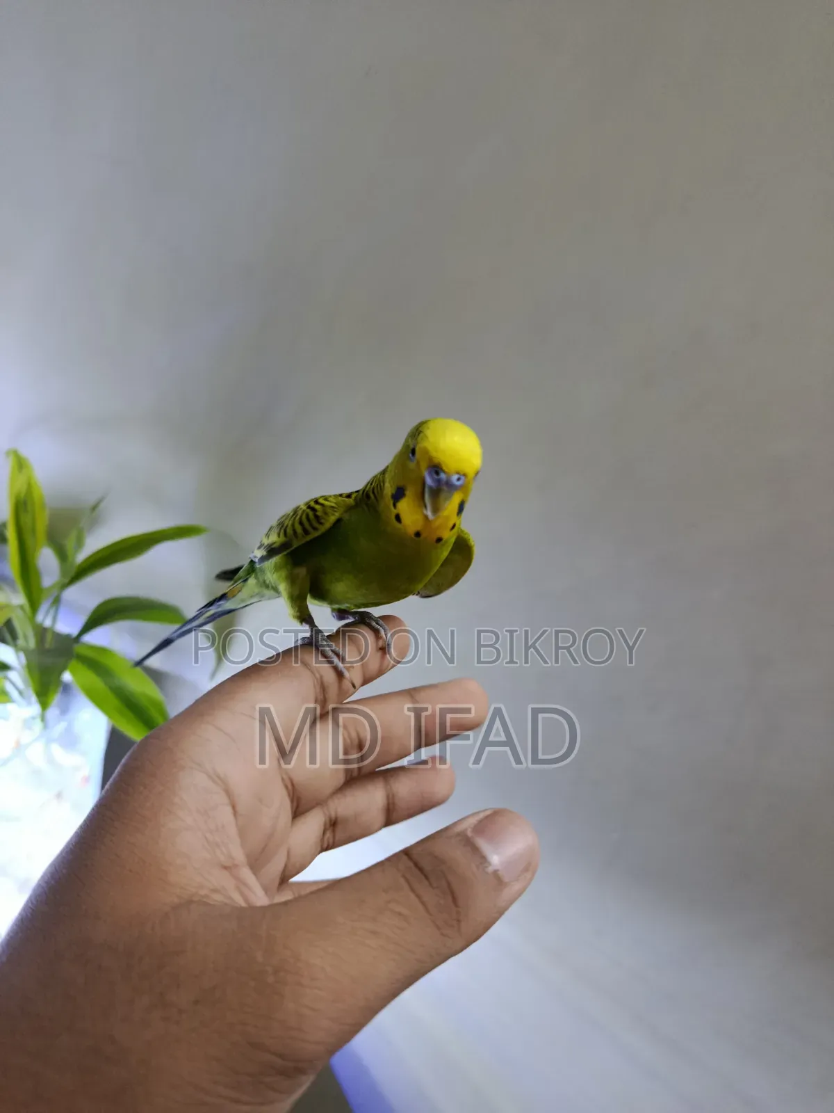 Tame Budgie