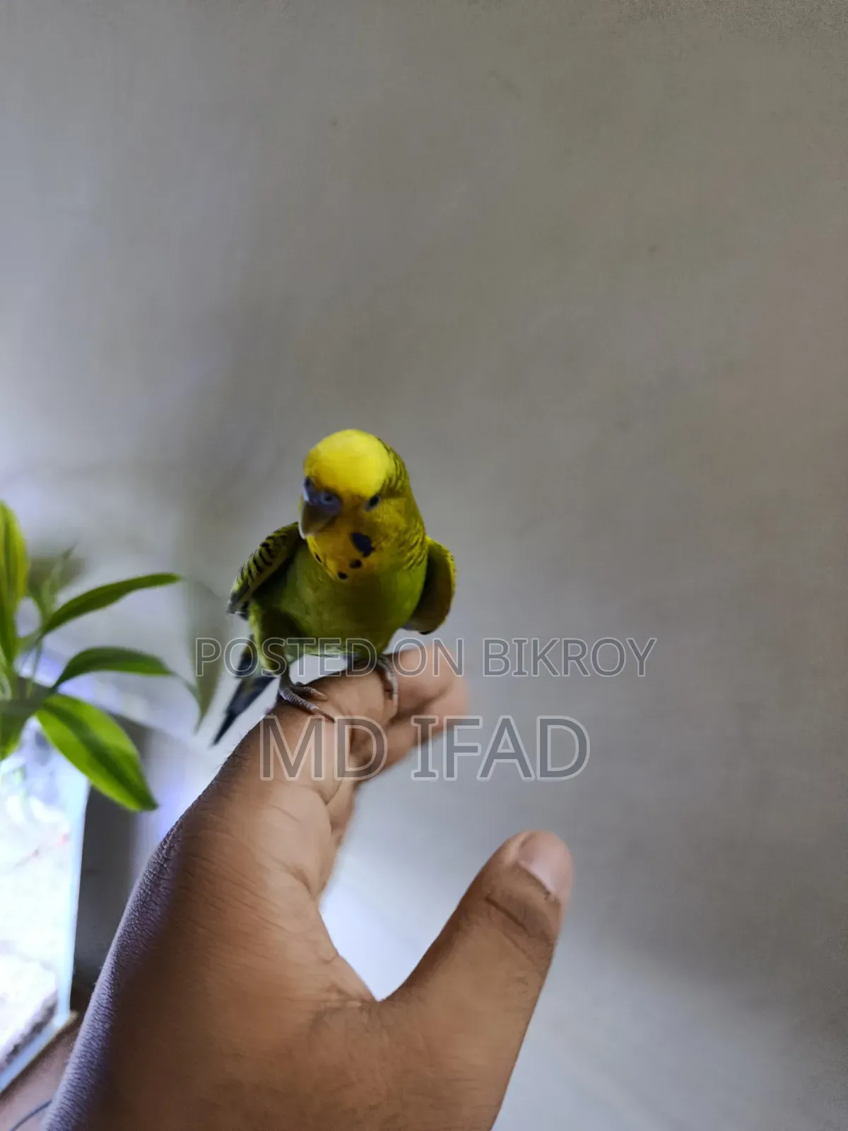 Tame Budgie