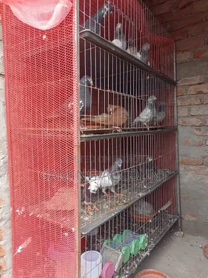 কবুতরের খাঁচা ৮ খোপের