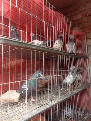 কবুতরের খাঁচা ৮ খোপের
