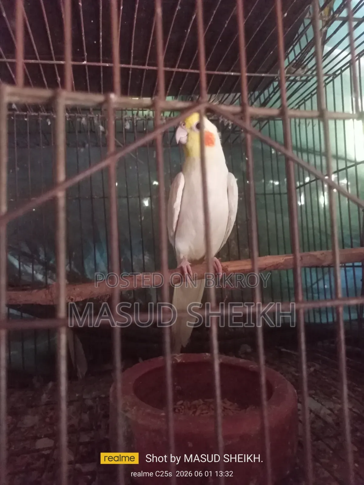 Cockatiel Male.