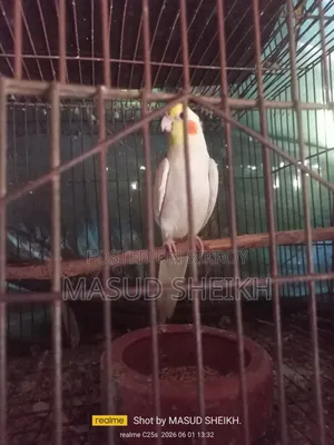 Cockatiel Male.