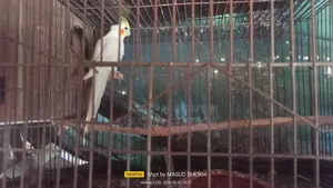 Cockatiel Male.