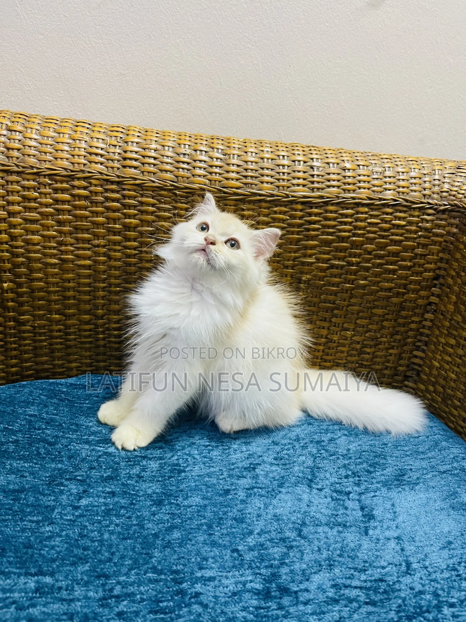 1-3 Months Male Purebred Persian